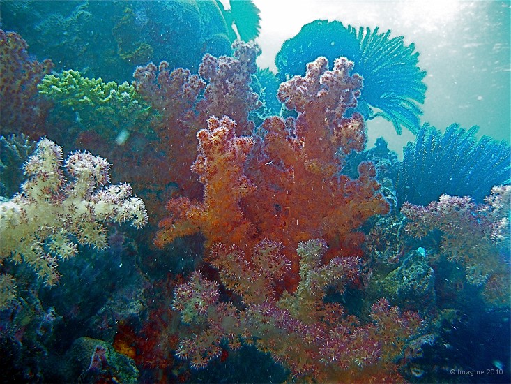 42- Colonie d'alcyonaires Dendronephthya multicolores - Ilot Gi.JPG
